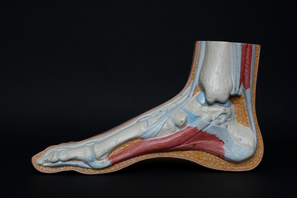 What Is Plantar Fasciitis? cross section of a foot